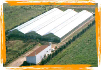 Azienda agricola in Località Tanca sa Turri
